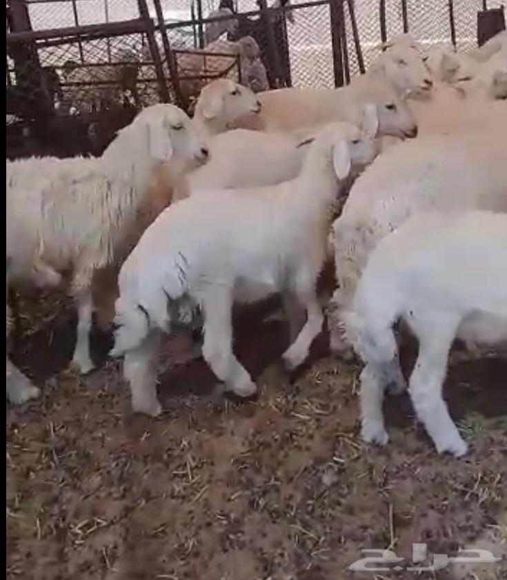 ذبايح حريات