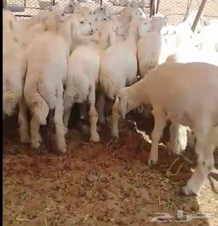 ذبايح حريات