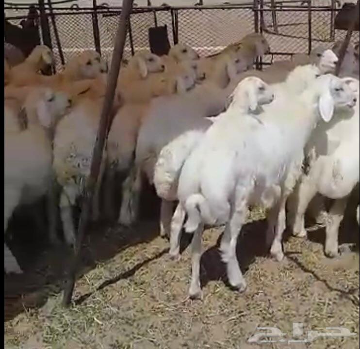 ذبايح حريات