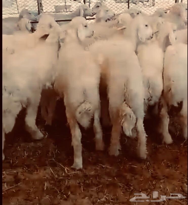 ذبايح حريات