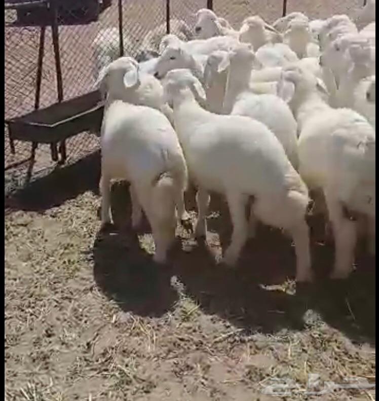 ذبايح حريات