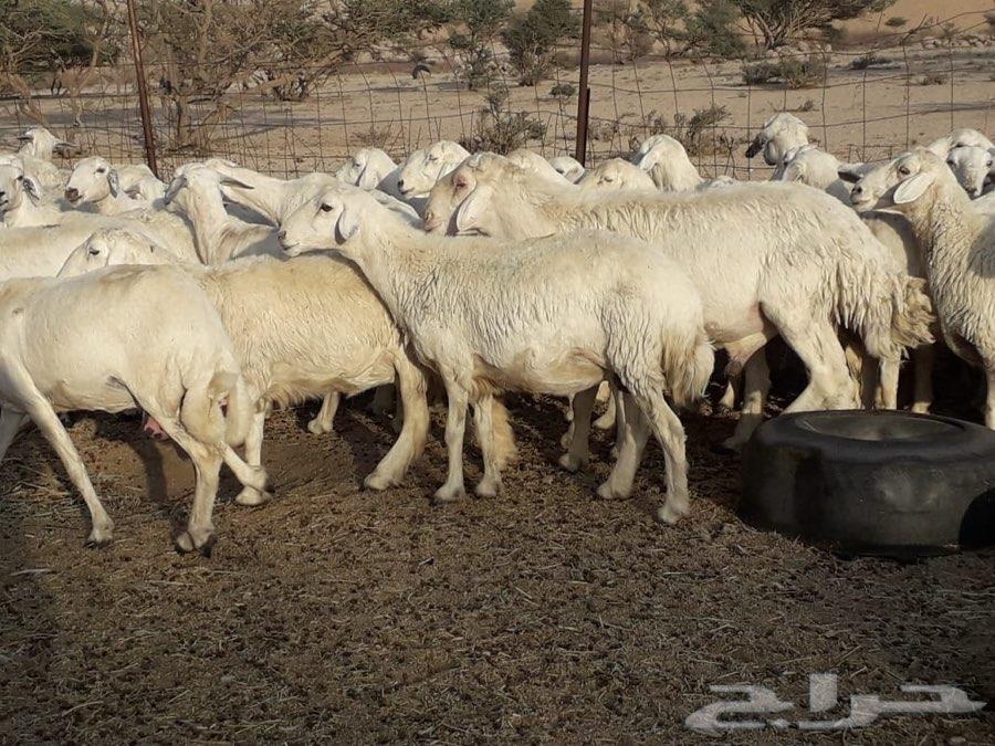 ضان حريات فواخر خلفات منوه القناي
