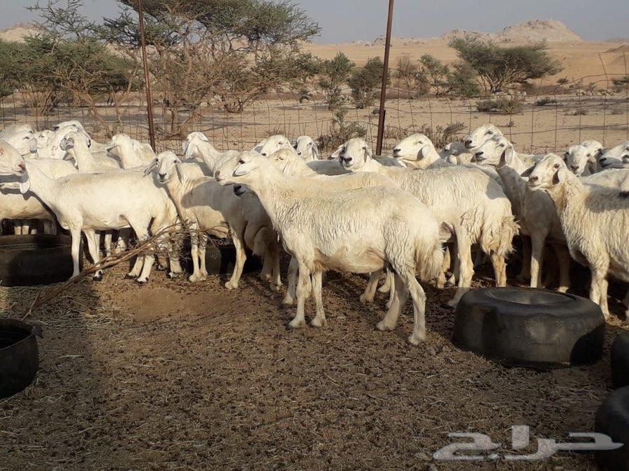 ضان حريات فواخر خلفات منوه القناي