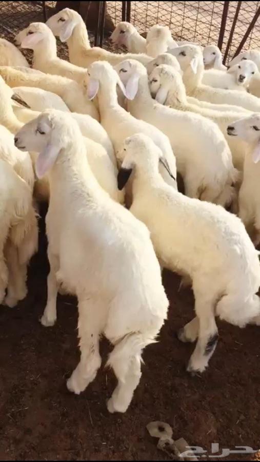ذبايح حريات ونعيم بلدي فآخر شامل التوصيل