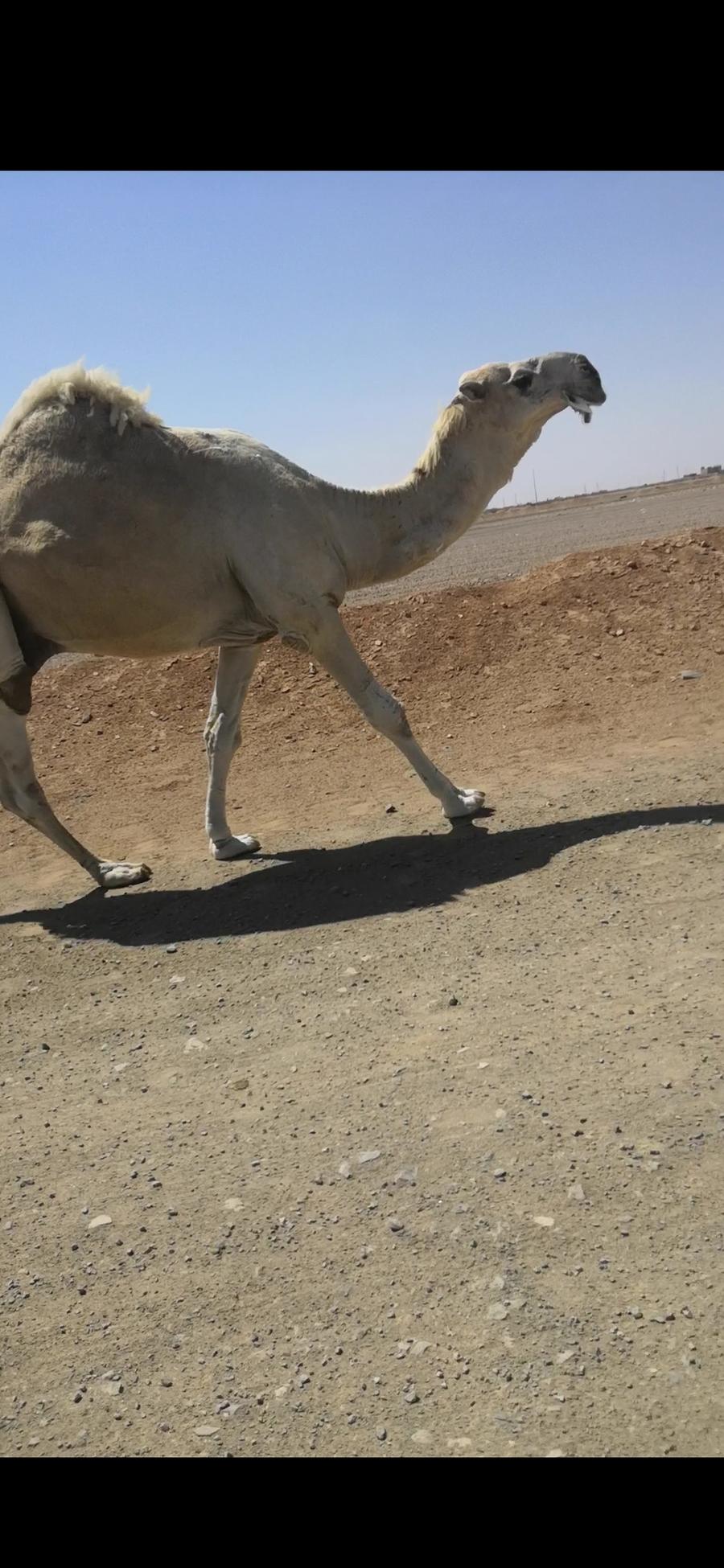 للبيع قعود اوضح طيب والساس طيب