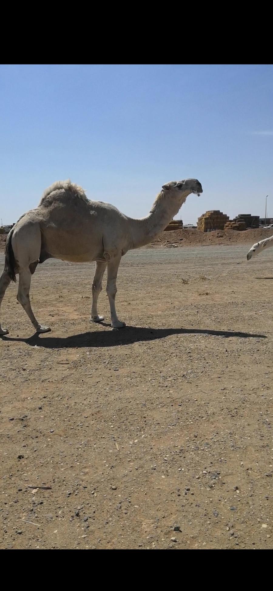 للبيع قعود اوضح طيب والساس طيب