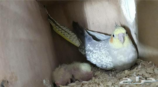 جوز كروان منتج واليف ومتكلم الذكر