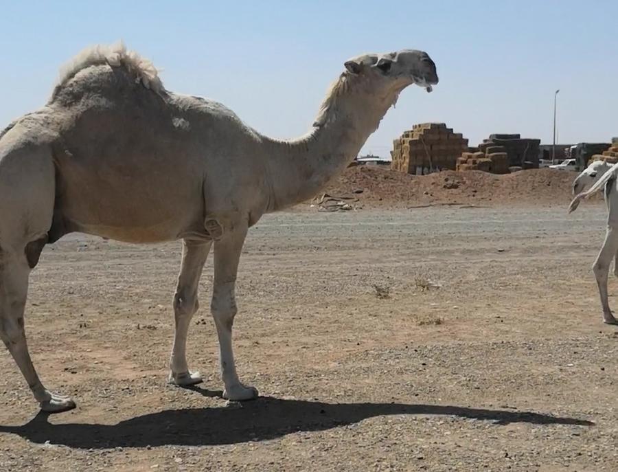 للبيع قعود اوضح طيب والساس طيب
