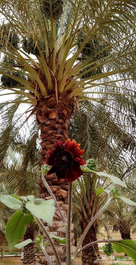 استراحة ومزرعة الاقمار للإيجار 5000 متر