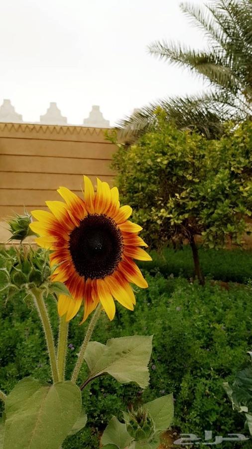 استراحة ومزرعة الاقمار للإيجار 5000 متر