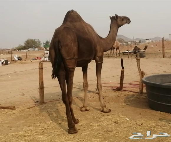 ناقه لقحه ساحليه ابوها باكستاني وامها ساحليه