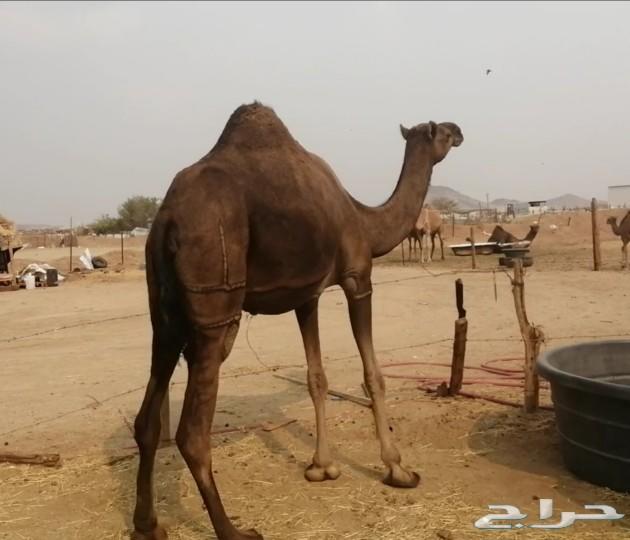 ناقه لقحه ساحليه ابوها باكستاني وامها ساحليه