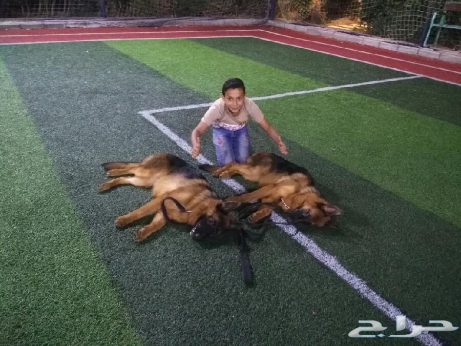 للحصول على اعلى مستويات كلاب