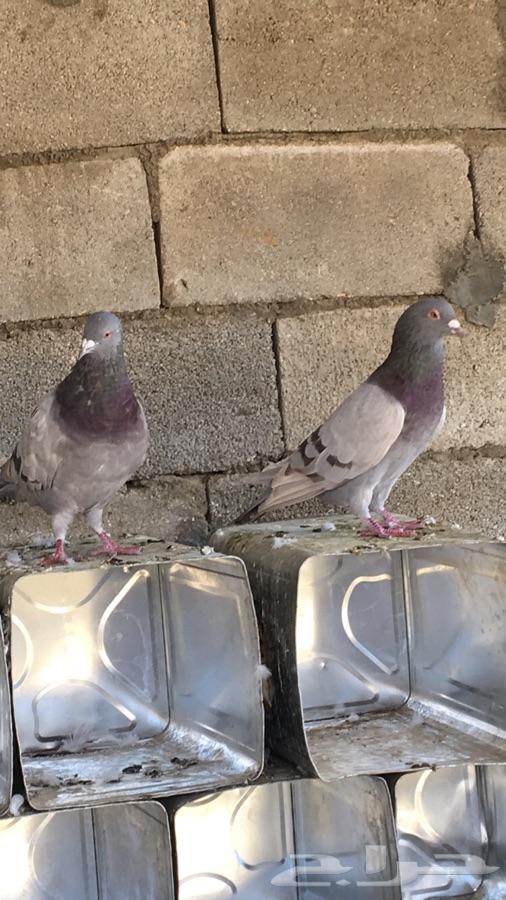 حمام فرنسي سيلفر وابيض للبيع