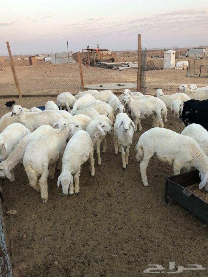 ذبائح حري