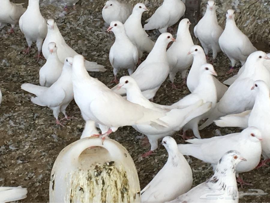 حمام فرنسي سيلفر وابيض للبيع