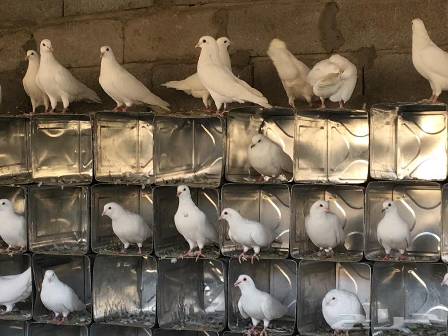 حمام فرنسي سيلفر وابيض للبيع