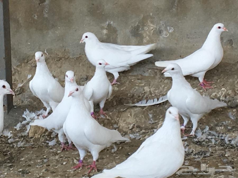 حمام فرنسي سيلفر وابيض للبيع