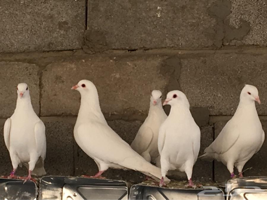 حمام فرنسي سيلفر وابيض للبيع