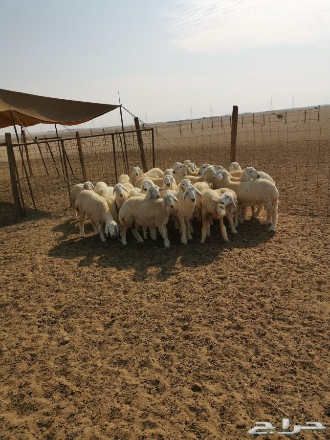 طليان ورخال حريات للبيع