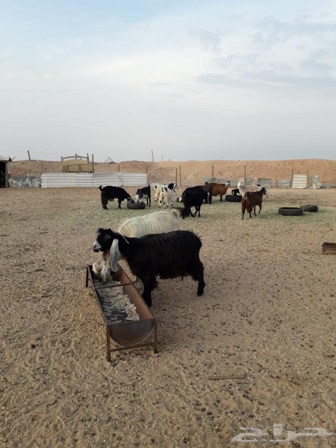 معزا عوارض مشروكات
