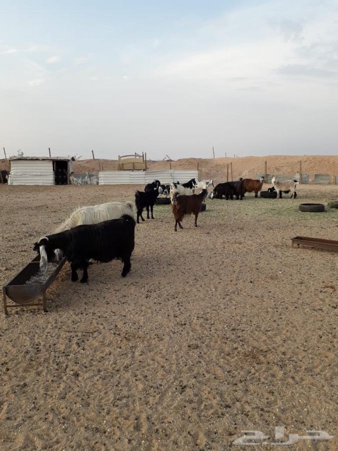 معزا عوارض مشروكات