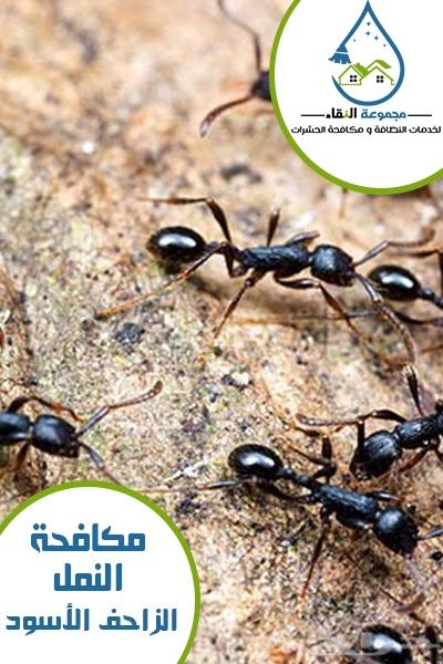 شركة مكافحة العتة شركة رش مبيد السعر 100
