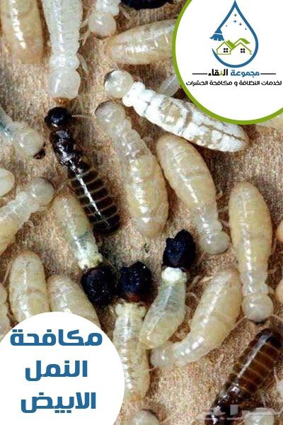 شركة مكافحة العتة شركة رش مبيد السعر 100
