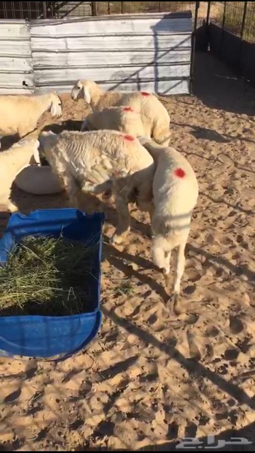 جذعان فاخره لباب بيتك