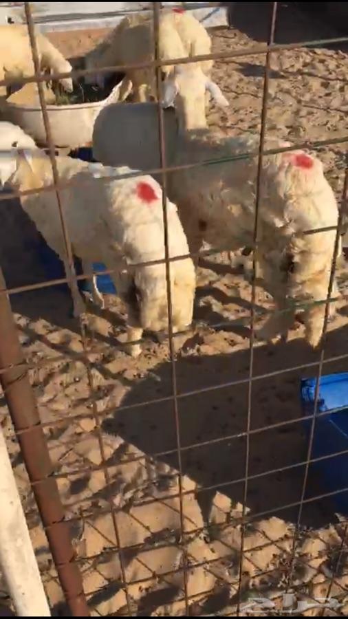 جذعان فاخره لباب بيتك