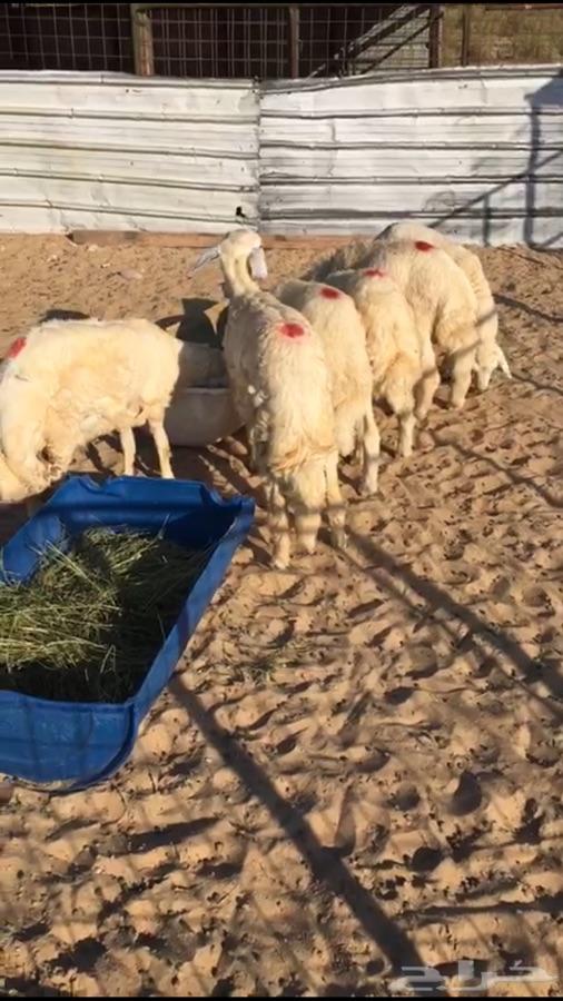 جذعان فاخره لباب بيتك