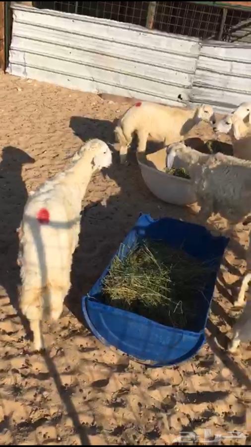 جذعان فاخره لباب بيتك