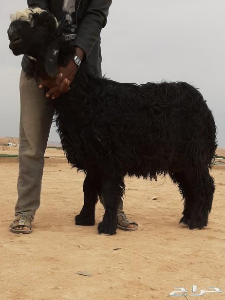 مشروع فحل نجدي ( اصقع ) فاخر جدا