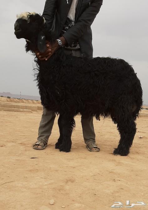 مشروع فحل نجدي ( اصقع ) فاخر جدا