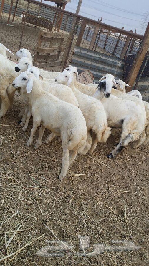 طليان حريه مقفلة شحم ولحم