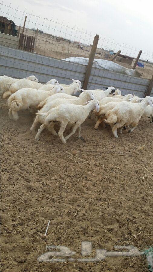 طليان حريه مقفلة شحم ولحم