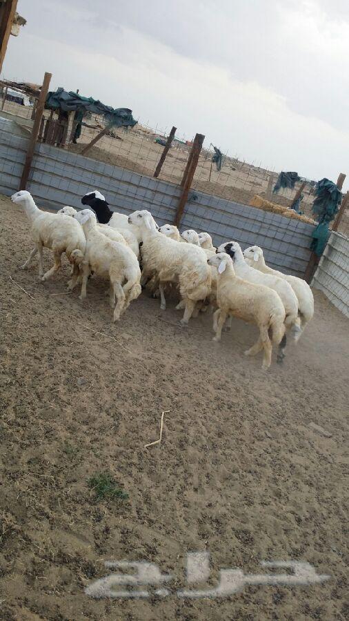 طليان حريه مقفلة شحم ولحم