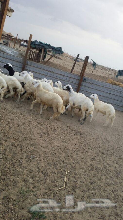 طليان حريه مقفلة شحم ولحم