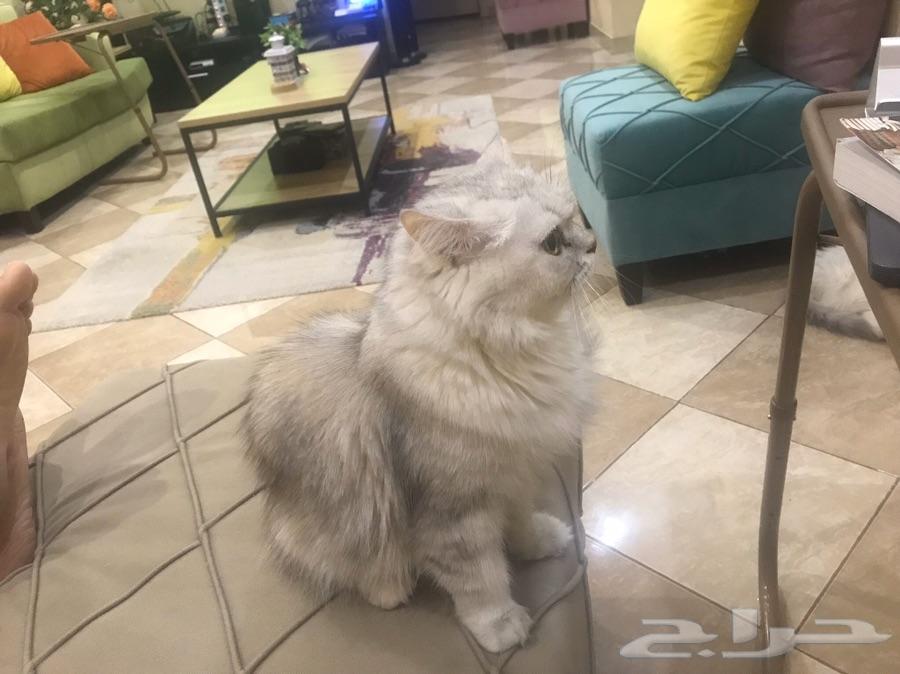 قطط شيرازية للبيع بجدة (القطة كيتي)