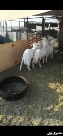 ذبايح حريه طليان للبيع 10 روس