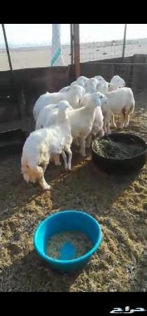 ذبايح حريه طليان للبيع 10 روس
