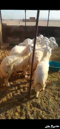 ذبايح حريه طليان للبيع 10 روس