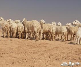 حريات حرش صنف متابيع الاسنان ثنيه ورباع
