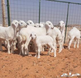 حريات حرش صنف متابيع الاسنان ثنيه ورباع
