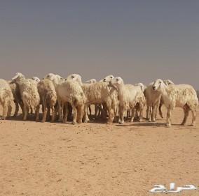 حريات حرش صنف متابيع الاسنان ثنيه ورباع