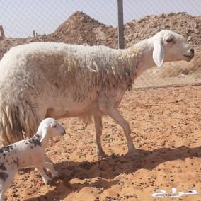 حريات حرش صنف متابيع الاسنان ثنيه ورباع