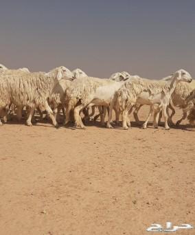 حريات حرش صنف متابيع الاسنان ثنيه ورباع