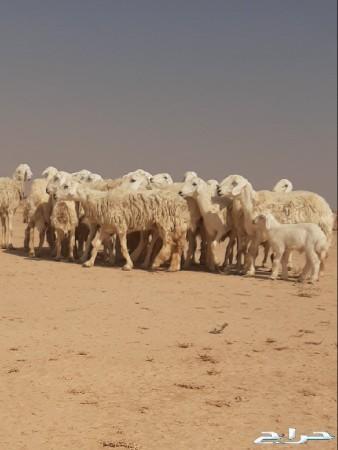 حريات حرش صنف متابيع الاسنان ثنيه ورباع