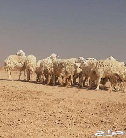 حريات حرش صنف متابيع الاسنان ثنيه ورباع