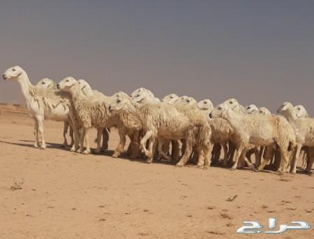 حريات حرش صنف متابيع الاسنان ثنيه ورباع